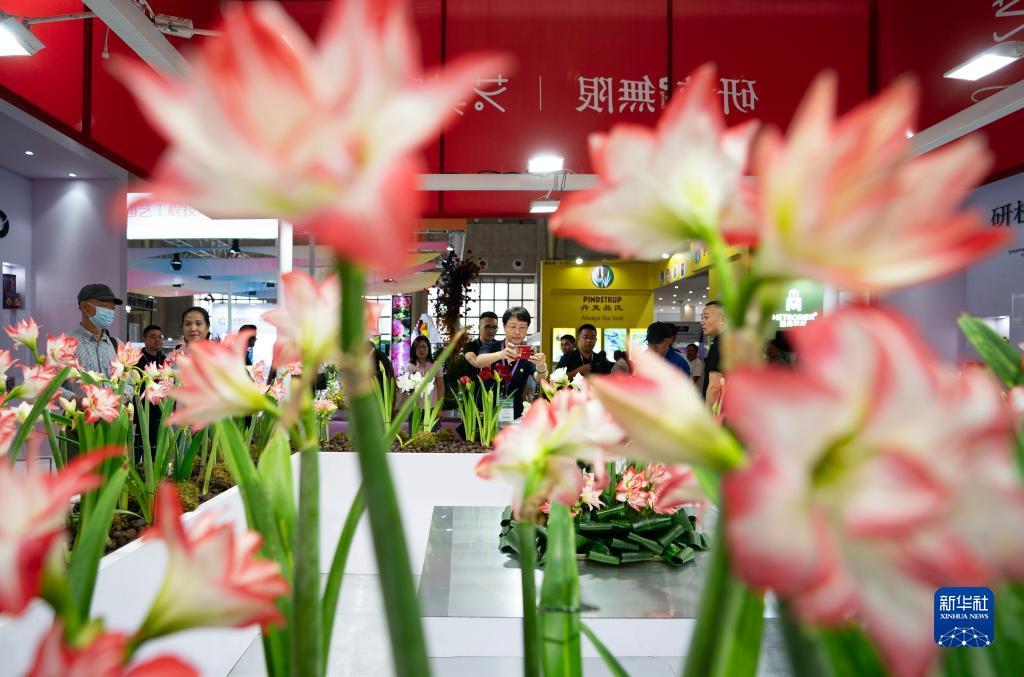 金殿网络送彩金